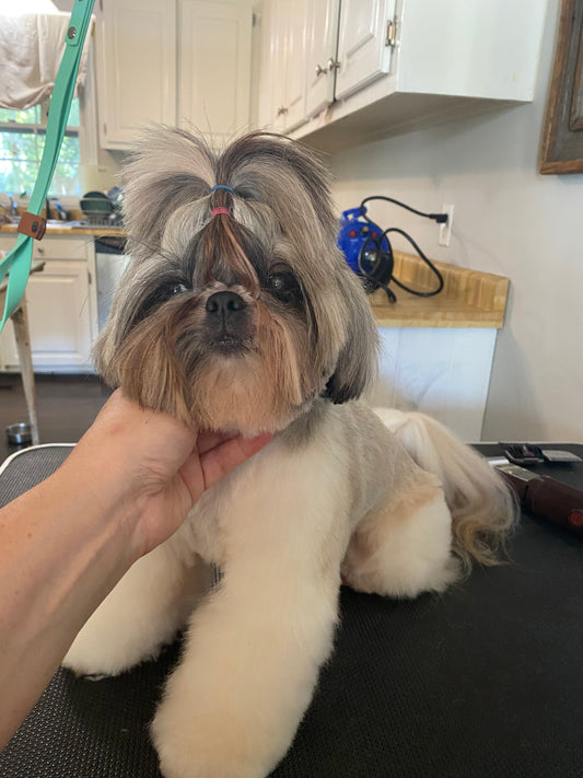 Small Dog Groom